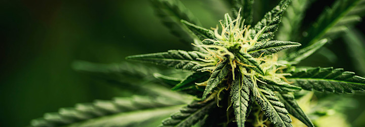 RFID Application Tracking Cannabis