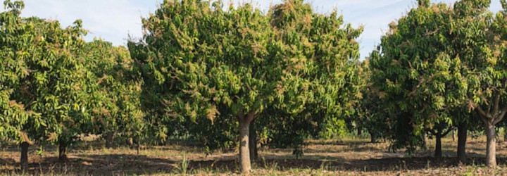 RFID Application Tracking Trees